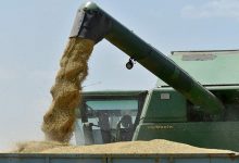 Фото - Абрамченко заявила о продолжении РФ поставок зерна в дружественные страны