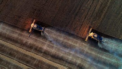 Фото - В ФАО ООН рассказали о росте запасов пшеницы в России