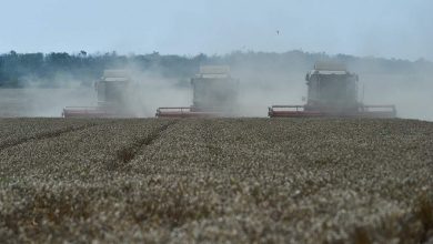 Фото - Мишустин заявил о рекорде по сбору зерна в России