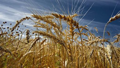 Фото - Субсидии на зерновые не получат до 80% аграриев